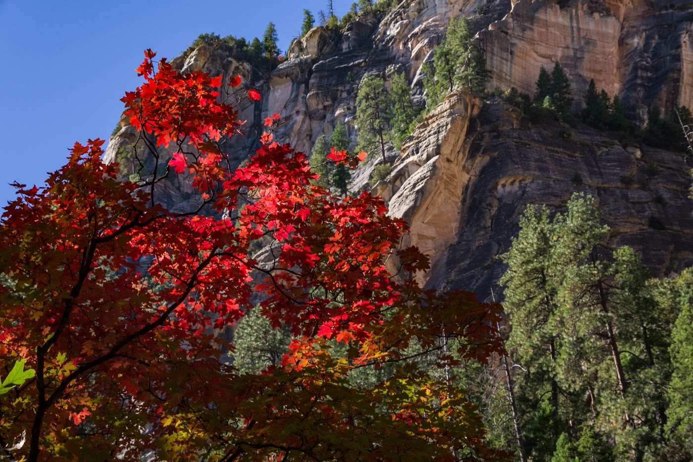 Autumn maple against the West Fork canyon wall