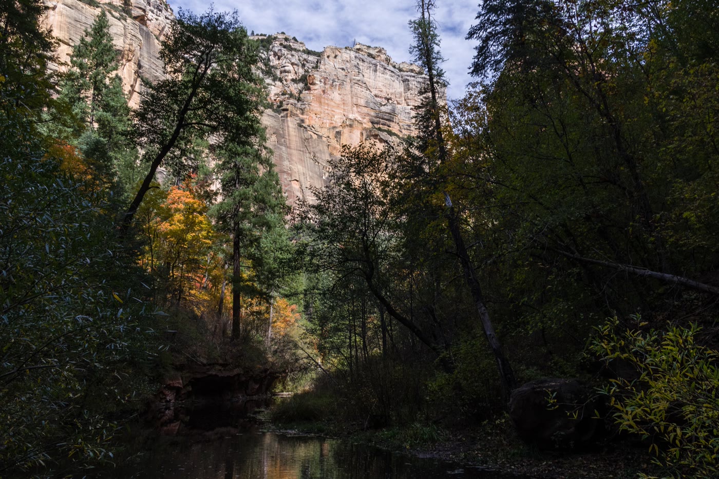Gold canopy and creek in Oak Creek Canyon