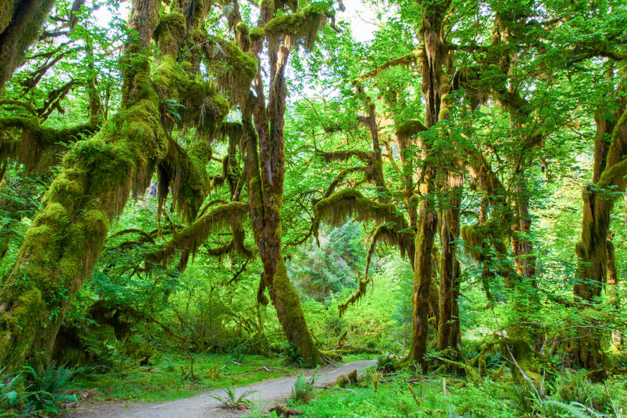 Hoh Rain Forest, Washington