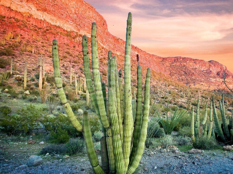 Organ pipe cactus under the Ajo Range