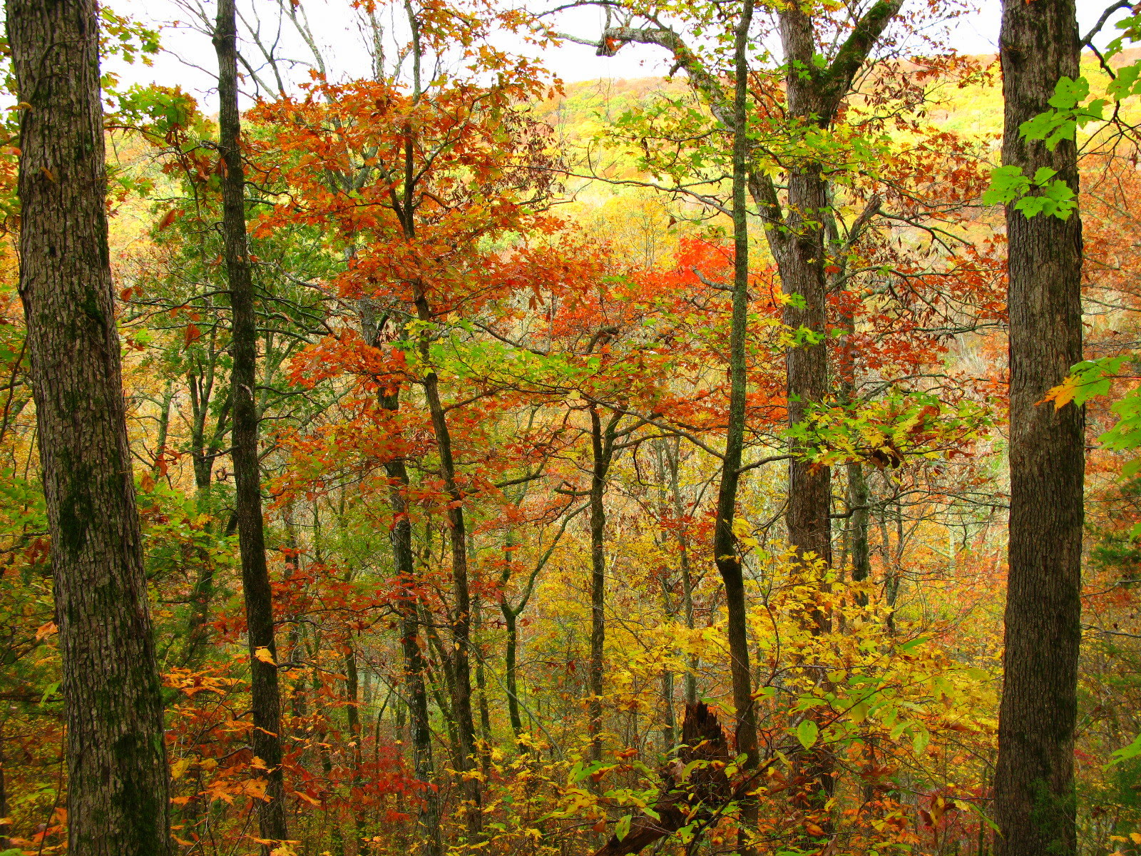 Ozark National Forest, Arkansas