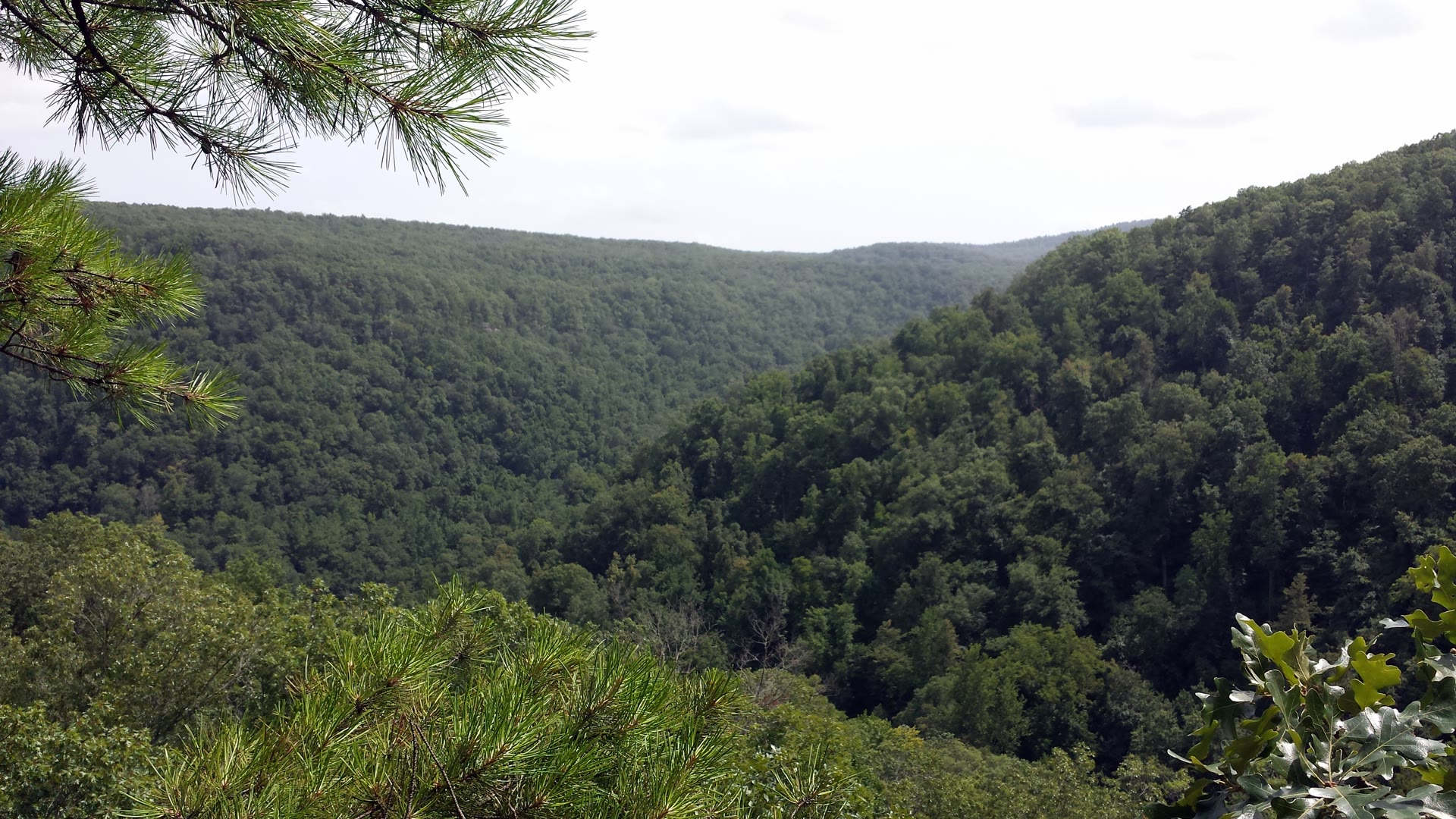 Bluffline hardwood in the Upper Buffalo Wilderness, Ozark National Forest