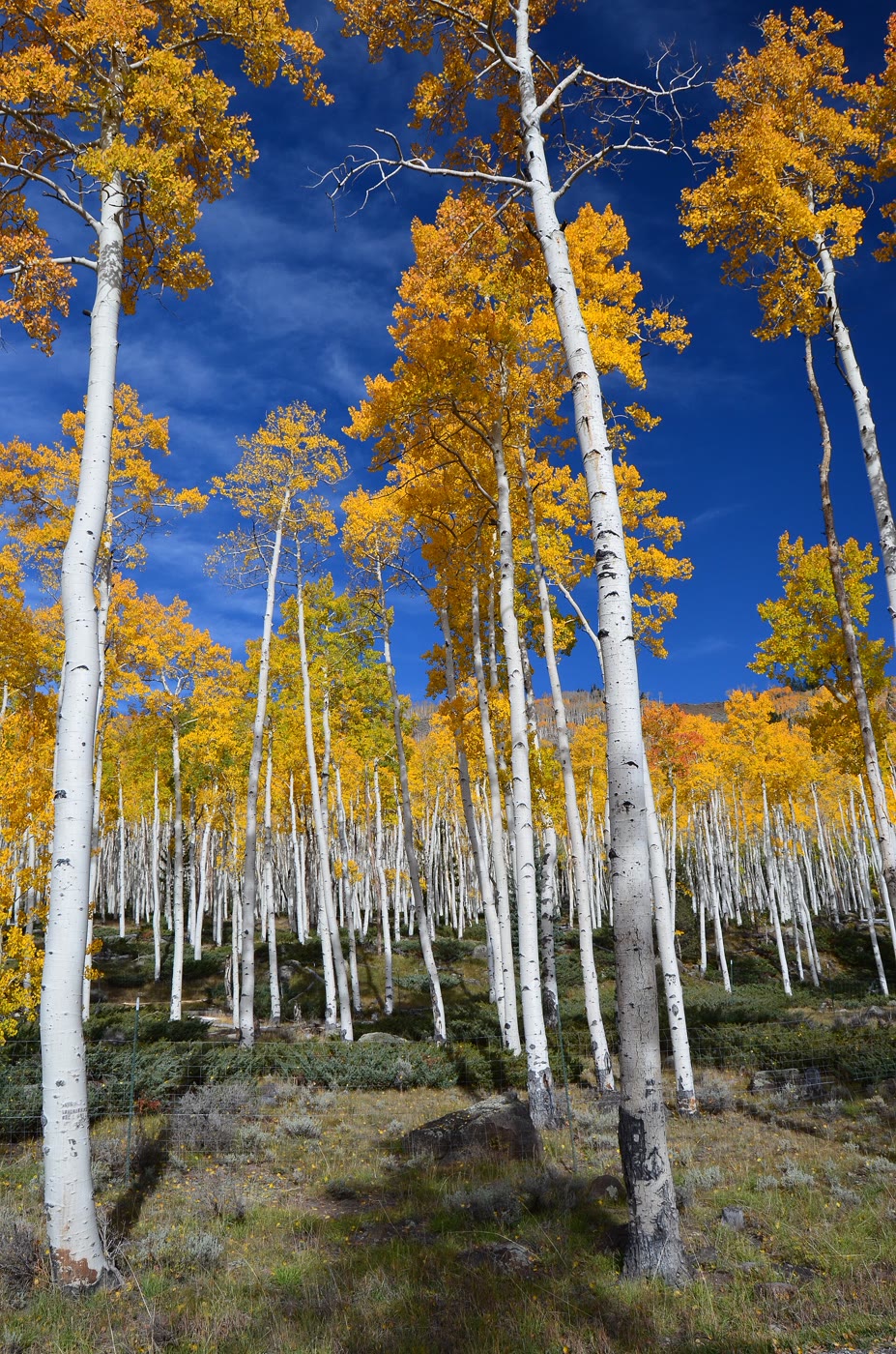 Gold canopy and white trunks of the Pando clone