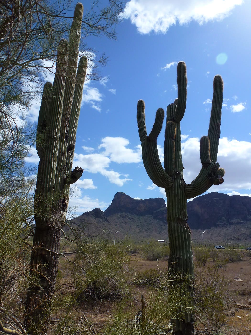 Saguaros and the jagged silhouette of Picacho Peak