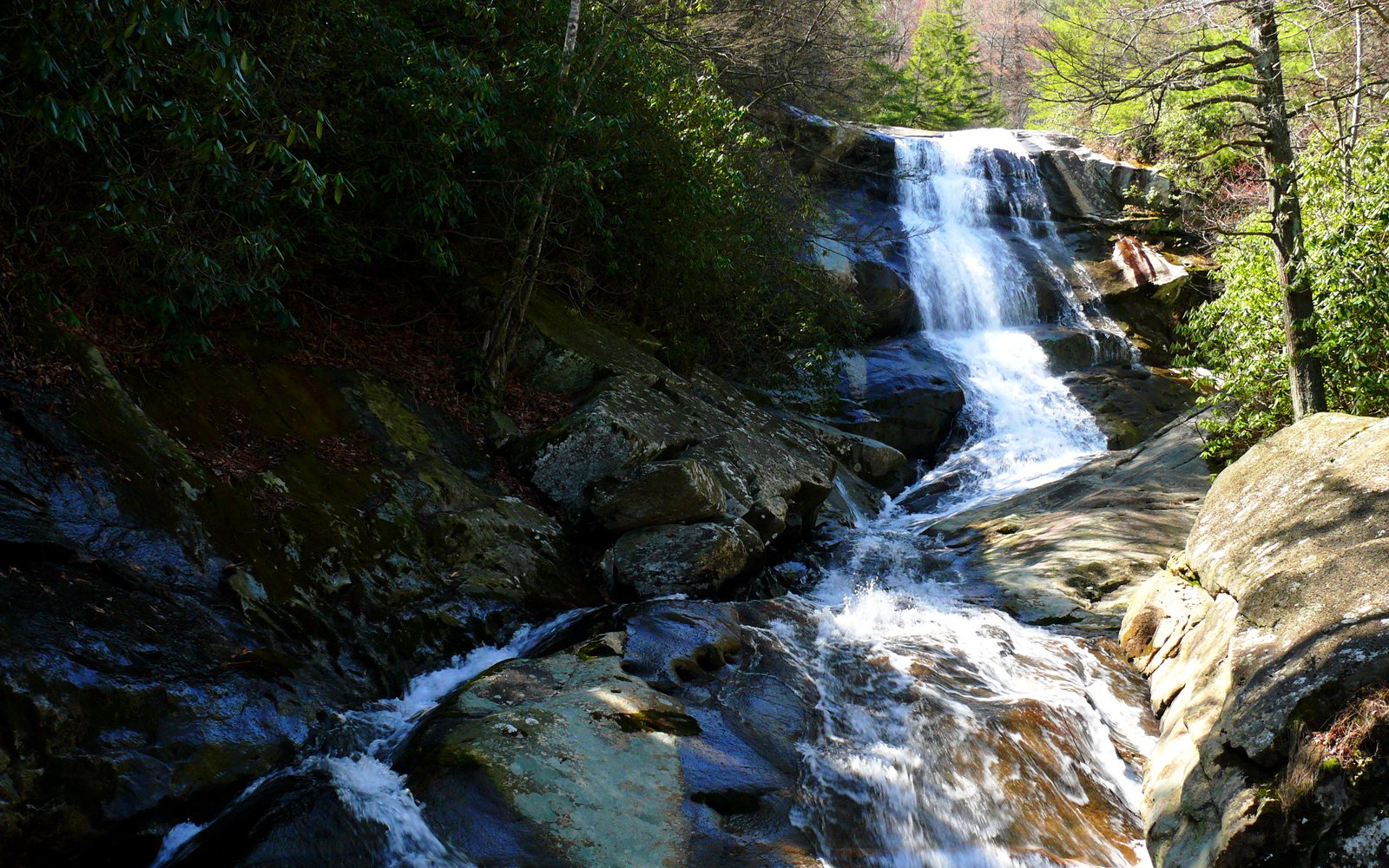 Upper Creek falling through the Pisgah hardwoods