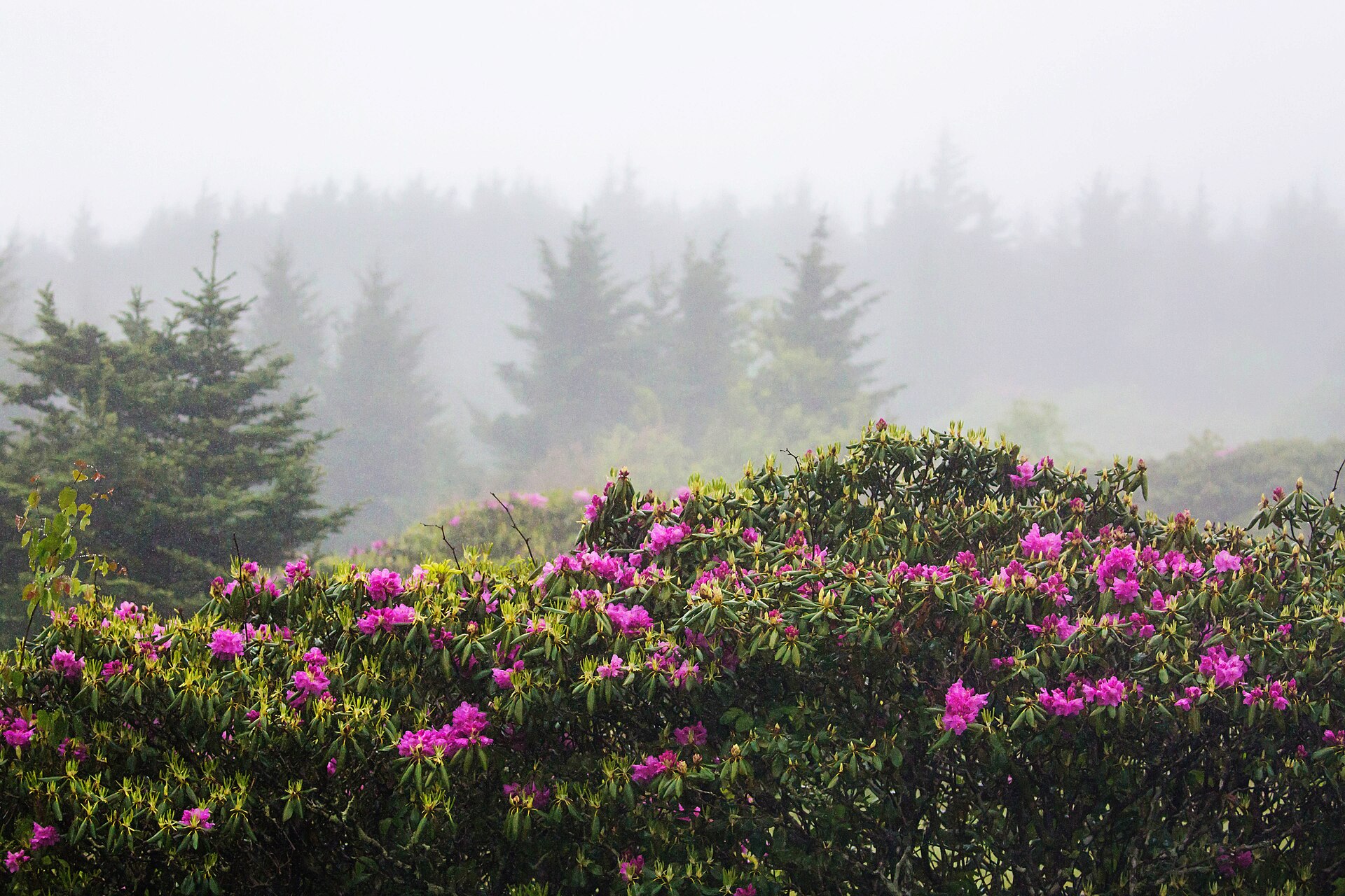 Catawba rhododendron in full bloom on a misted Blue Ridge bench