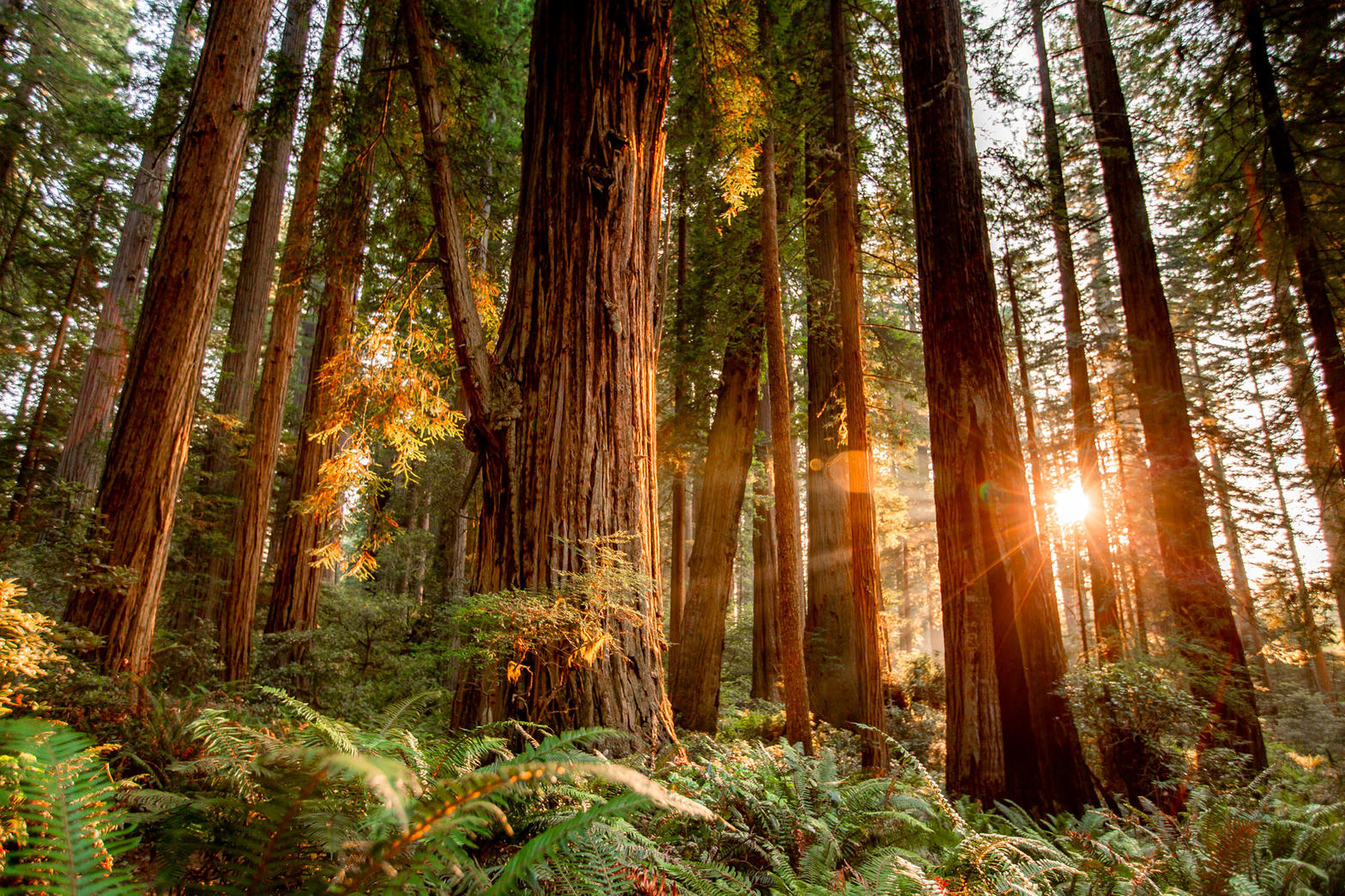 Coast Redwoods, California
