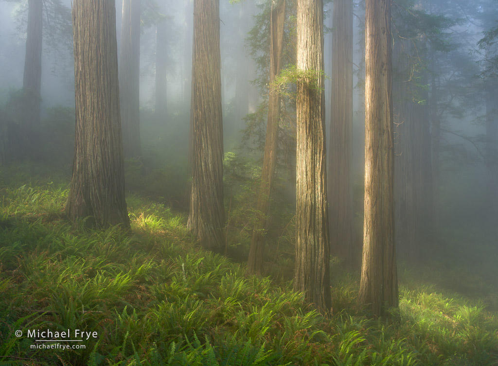 Fog and ferns on the forest floor