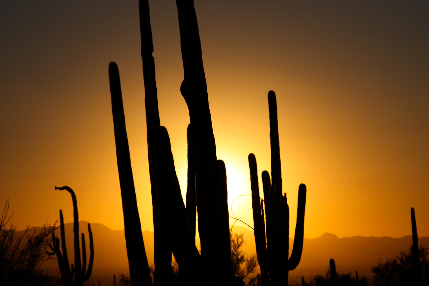 Saguaro silhouettes against an Arizona sunset