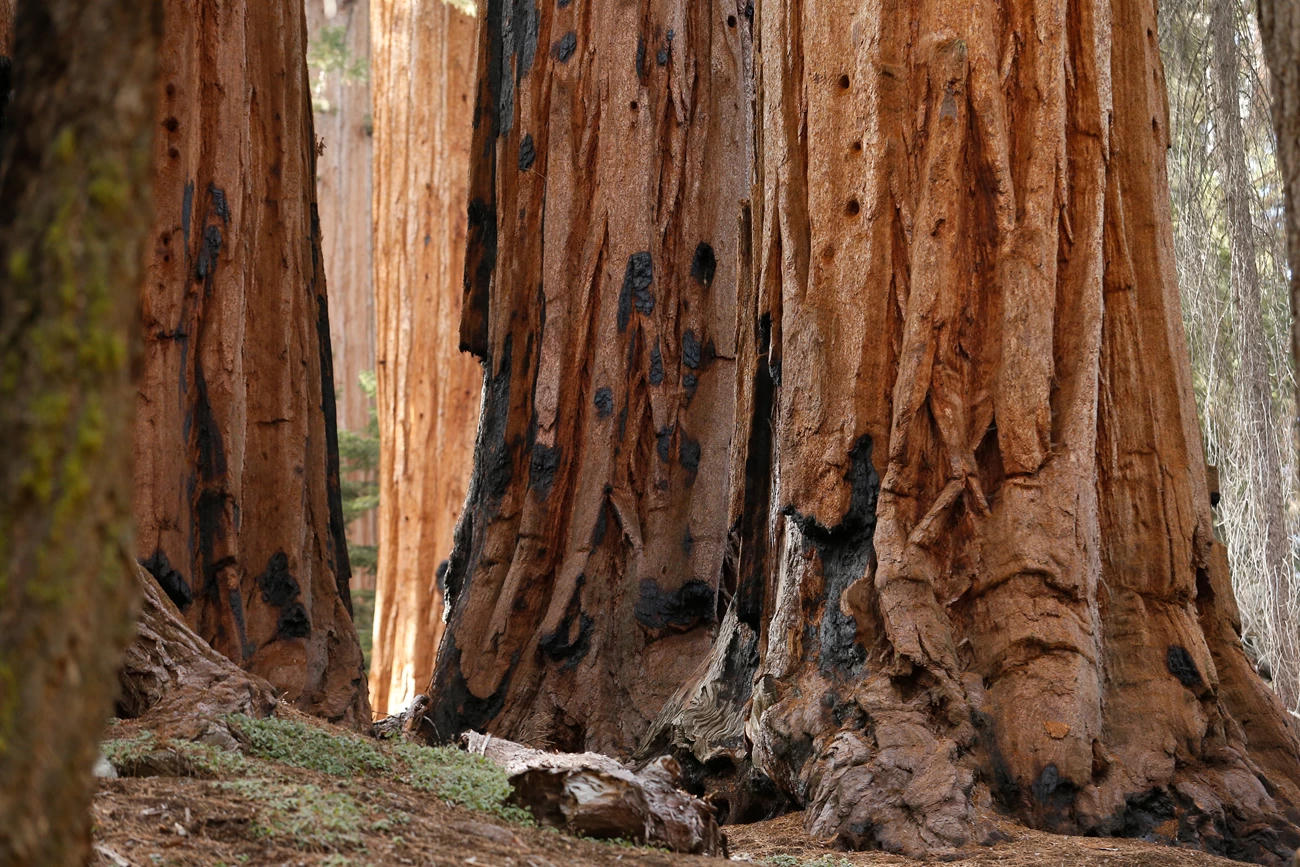 Fire-scarred bark at the base of the giants