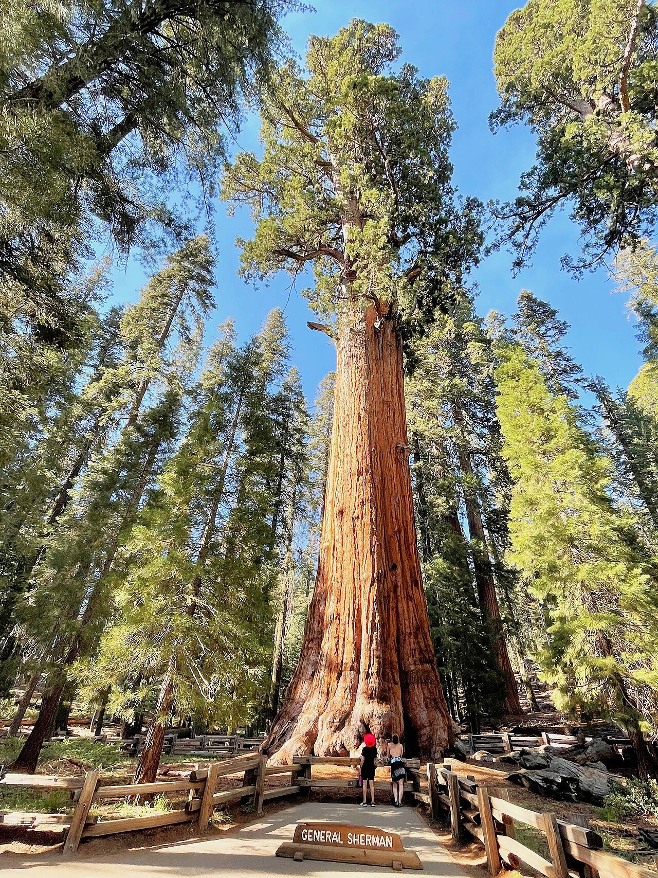 Giant Sequoias, California