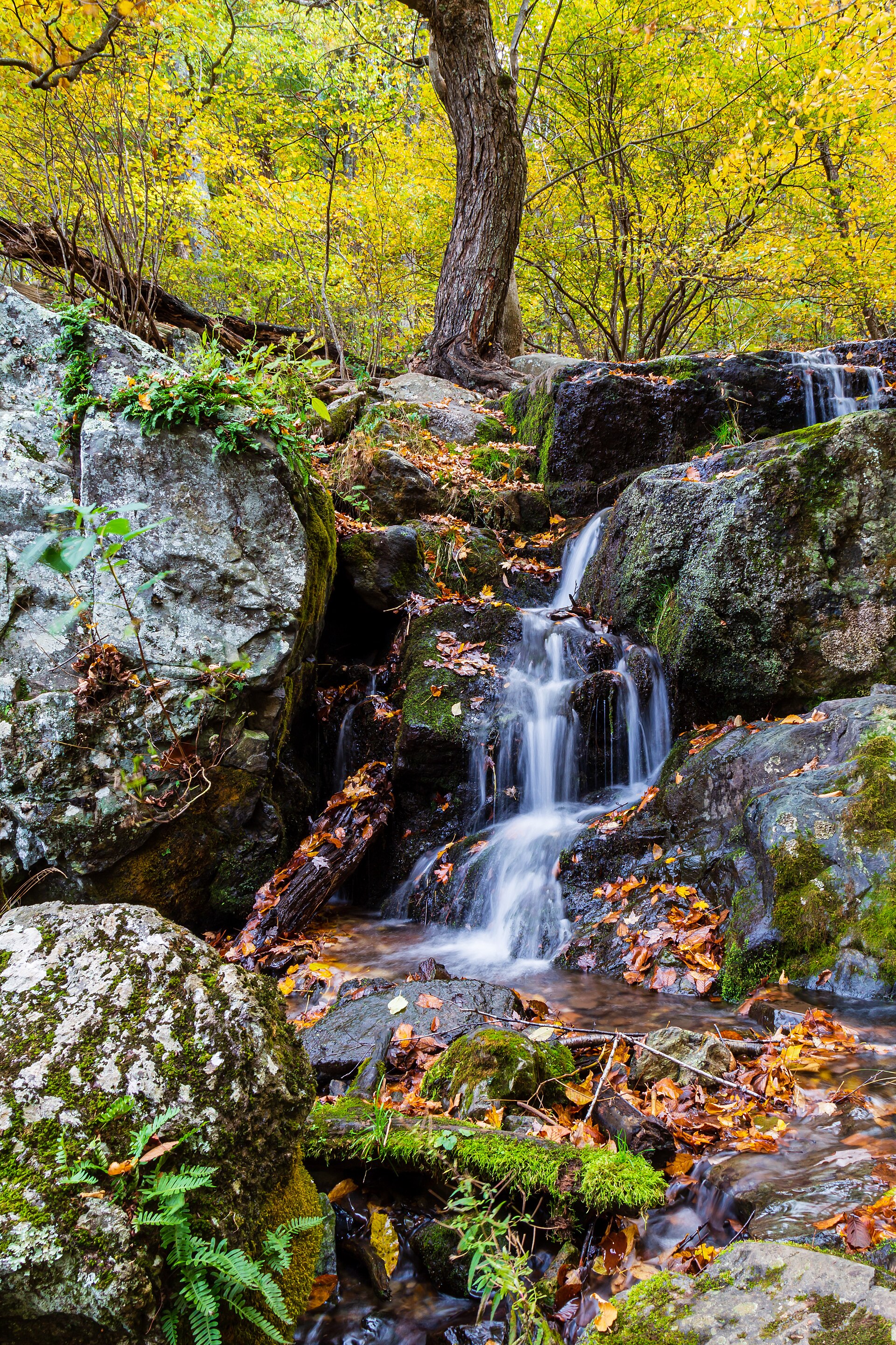 Shenandoah, Virginia