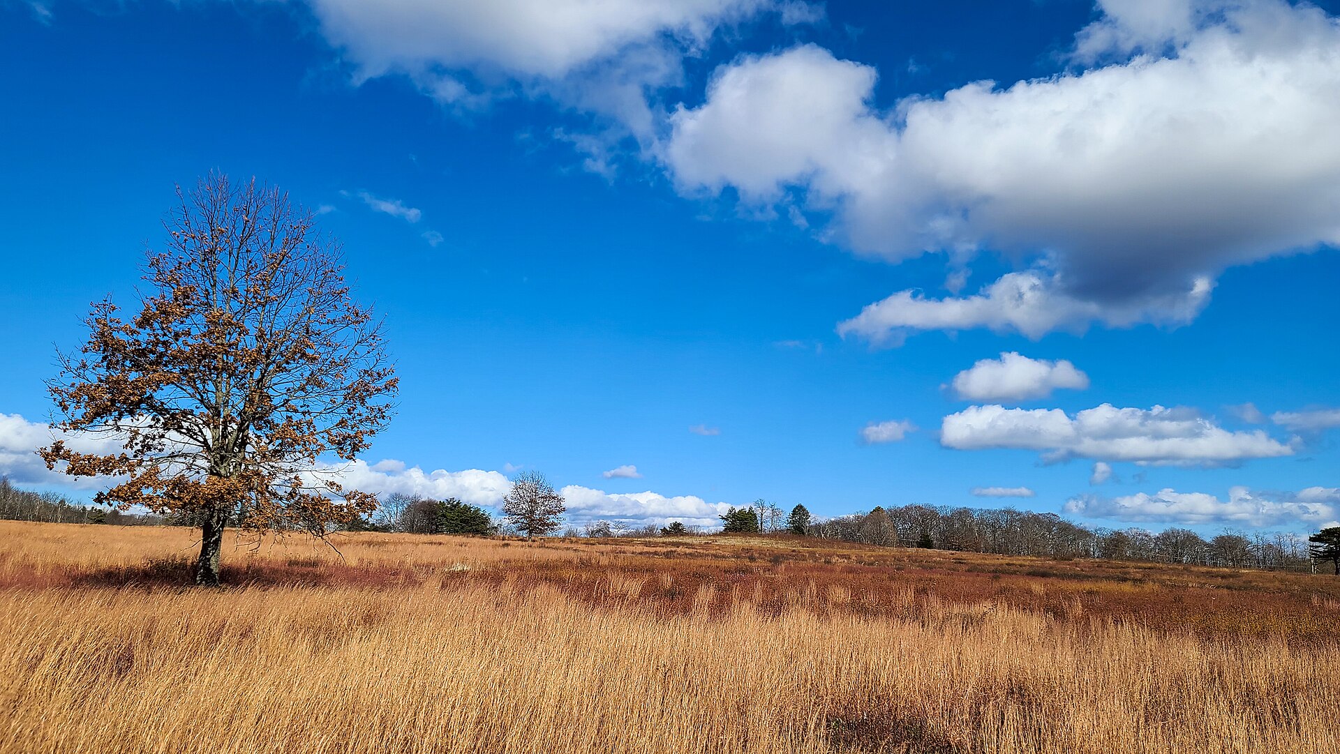 Late autumn grass and a lone tree at Big Meadows