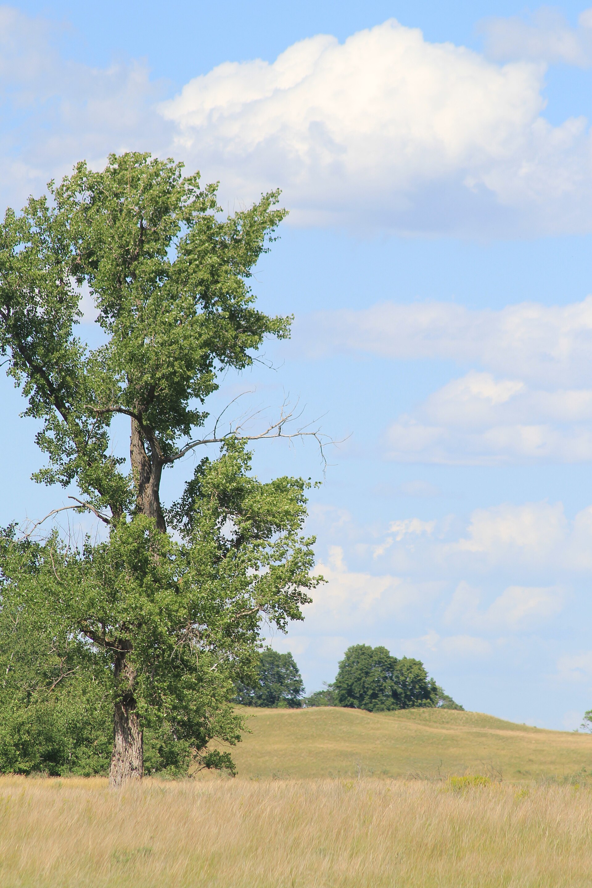 Bur oak over golden prairie, Sheyenne National Grassland