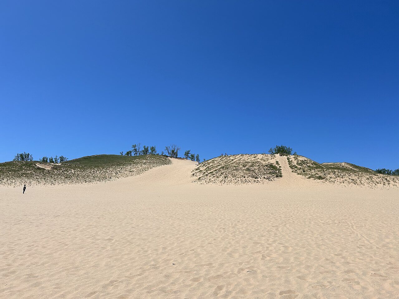 Forested dunes holding the inland hollows