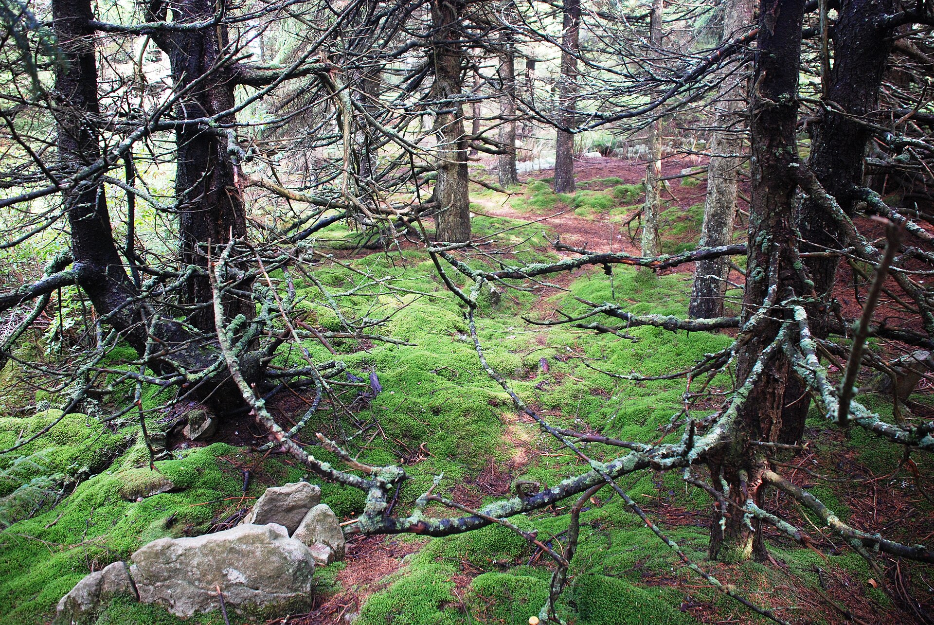 Spruce Knob, West Virginia