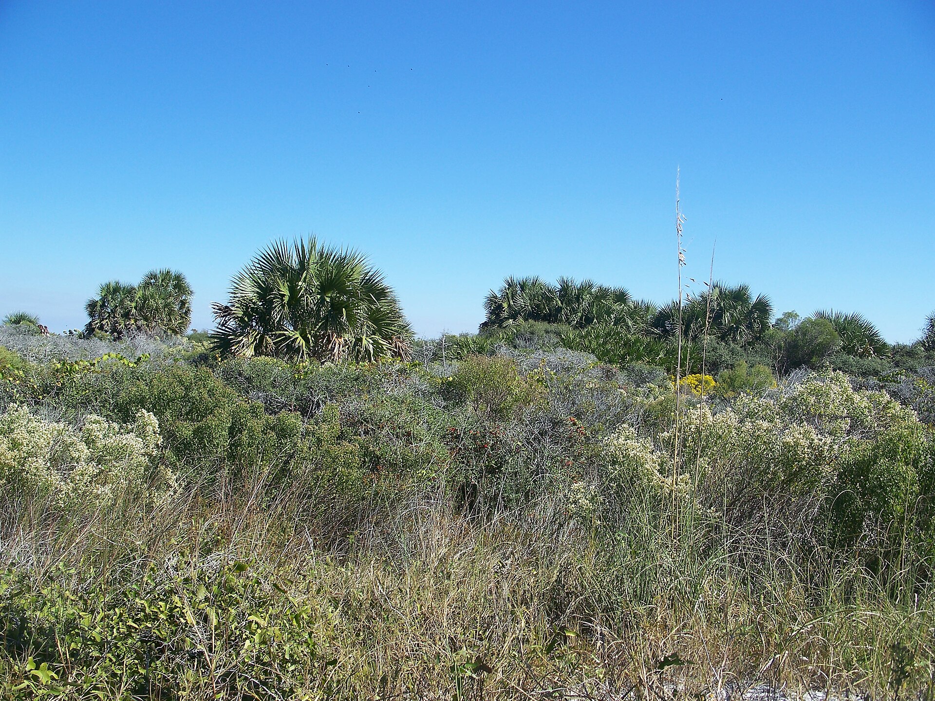 Gulf dunes on St. Joseph Peninsula, Florida
