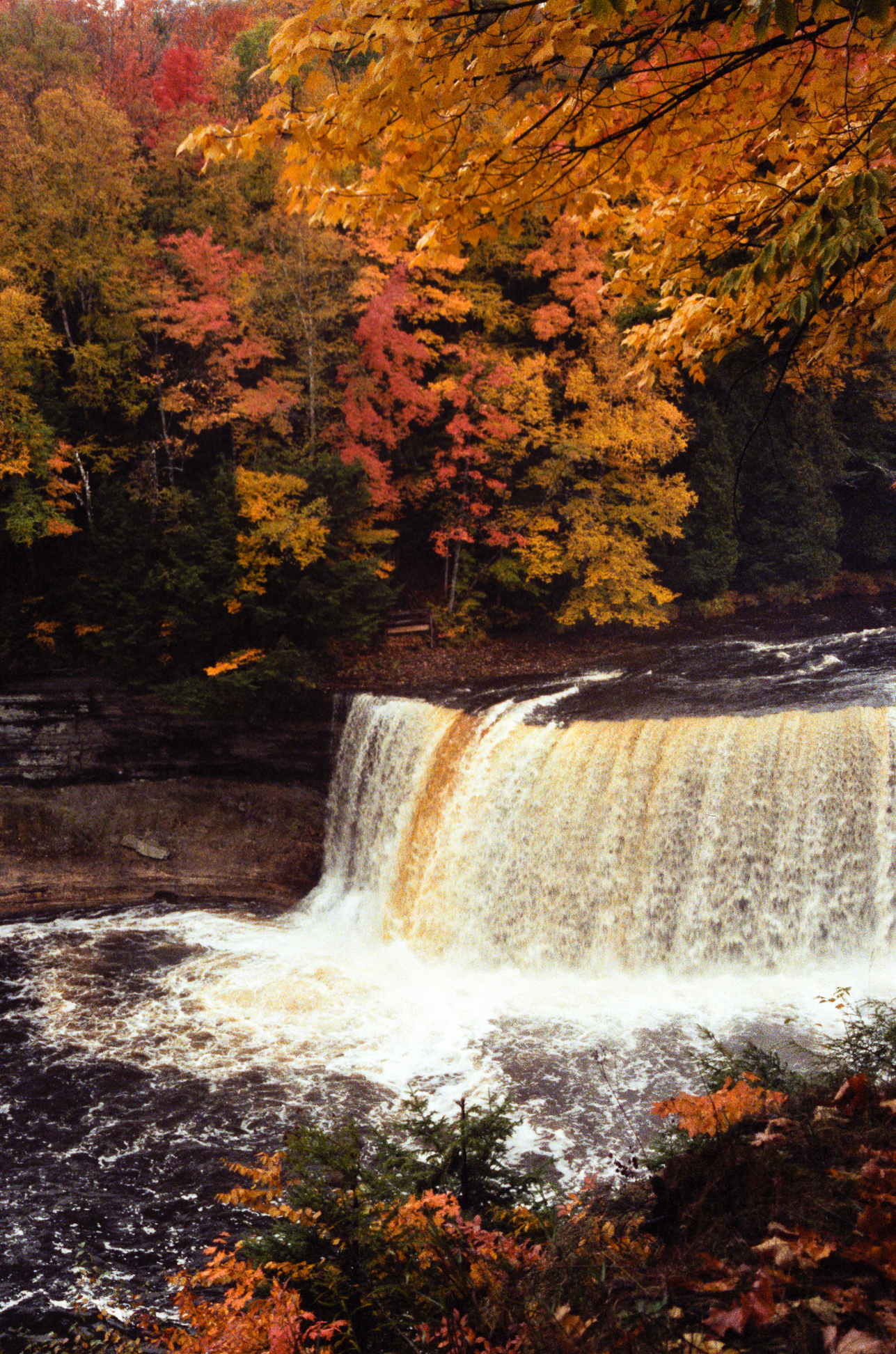 Root-tea water and maple color at Tahquamenon
