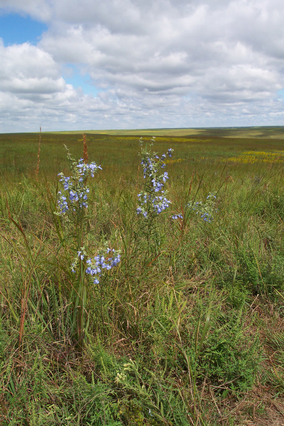 Tallgrass Prairie National Preserve, Kansas — Fall wildflowers in the tallgrass, Tallgrass Prairie National Preserve, Kansas