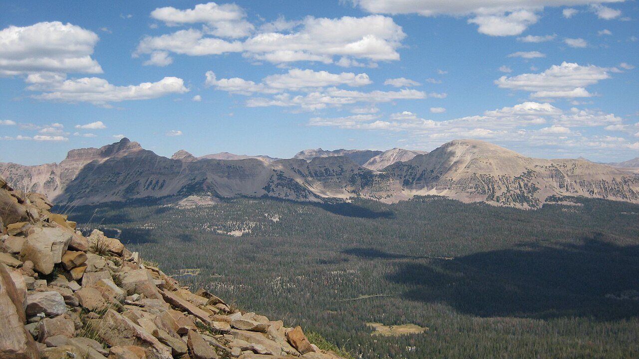 Summer wildflowers wash a high Uinta plateau