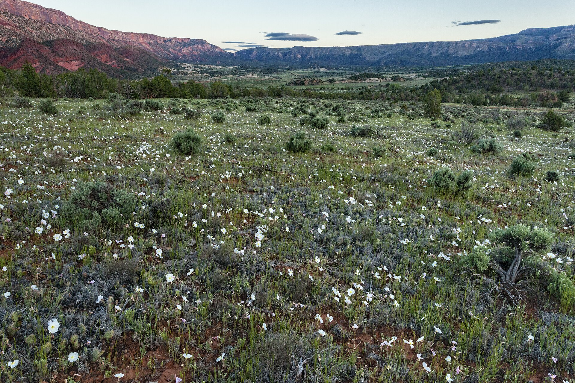 Sewemup and the Uncompahgre Plateau from Sinbad Valley