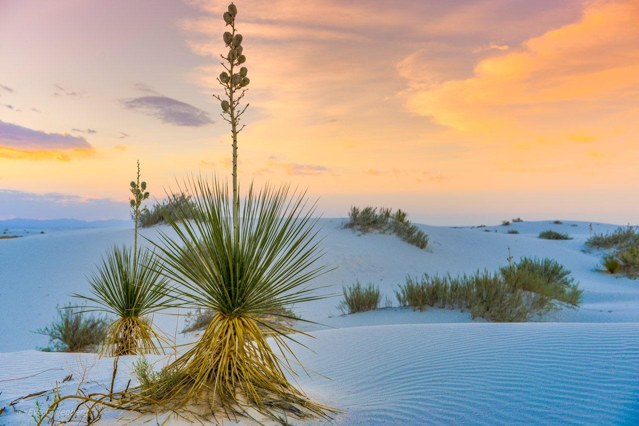 White Sands, New Mexico — Yucca on a dune at sunset