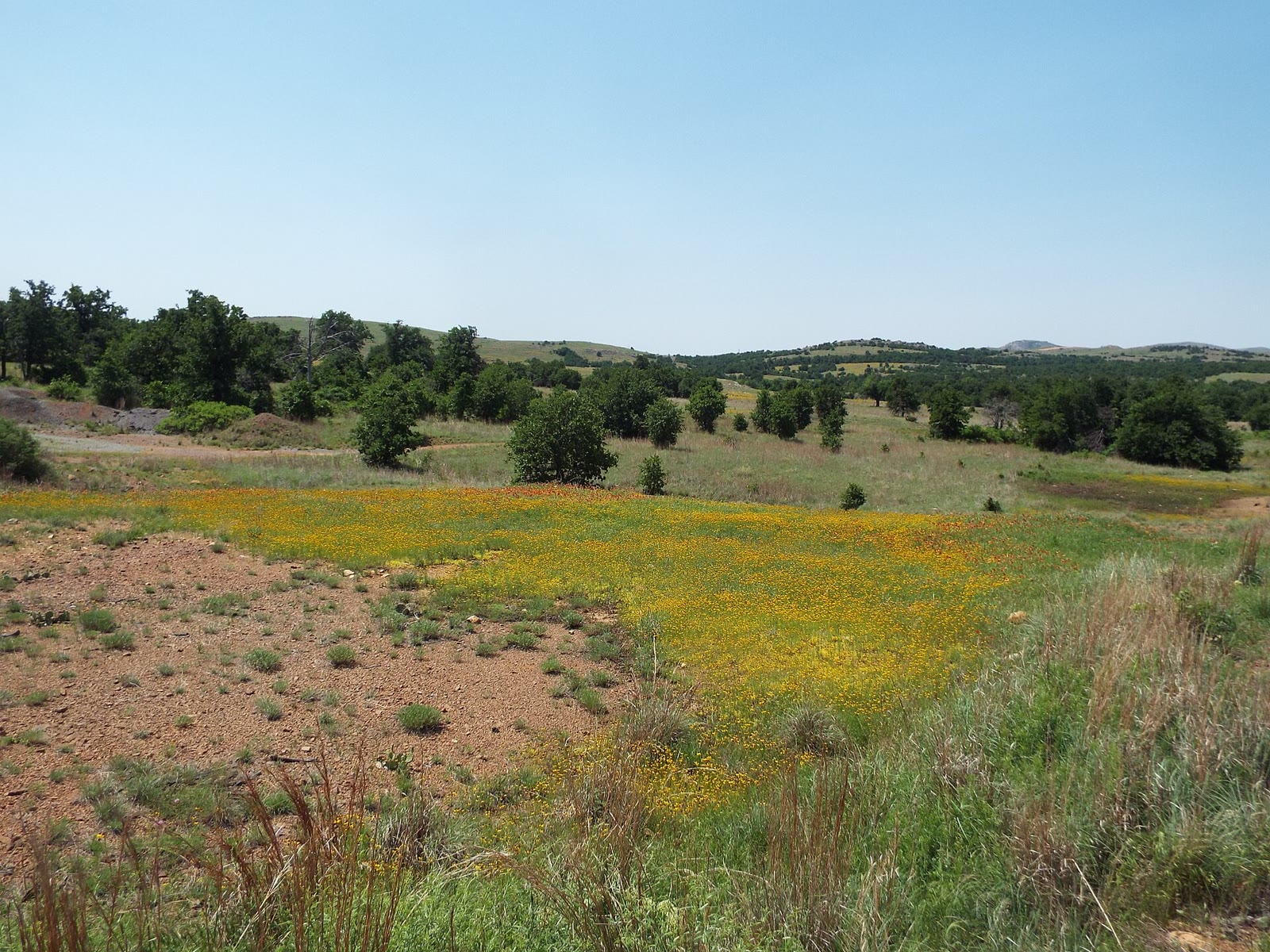A coreopsis field under the Wichita knobs